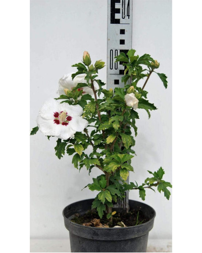 Гібіскус сирійський Ред Харт | Hibiscus syriacus Red Heart | Гибискус сирийский Ред Харт