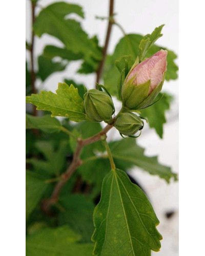 Гібіскус сирійський Ред Харт | Hibiscus syriacus Red Heart | Гибискус сирийский Ред Харт