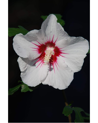 Гібіскус сирійський Ред Харт | Hibiscus syriacus Red Heart | Гибискус сирийский Ред Харт