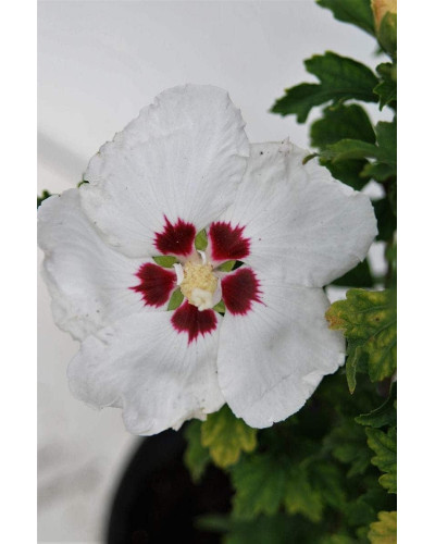 Гібіскус сирійський Ред Харт | Hibiscus syriacus Red Heart | Гибискус сирийский Ред Харт