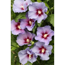 Гібіскус сирійський Марина | Гибискус сирийский Марина | Hibiscus syriacus Marina
