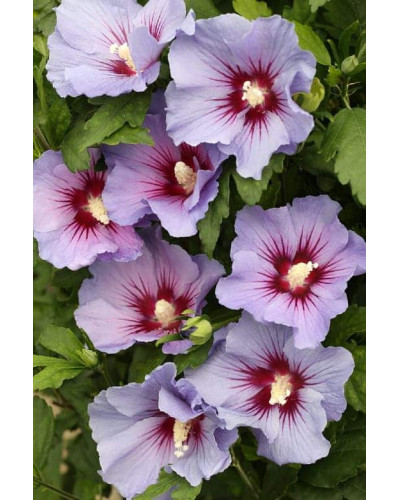 Гібіскус сирійський Марина | Гибискус сирийский Марина | Hibiscus syriacus Marina