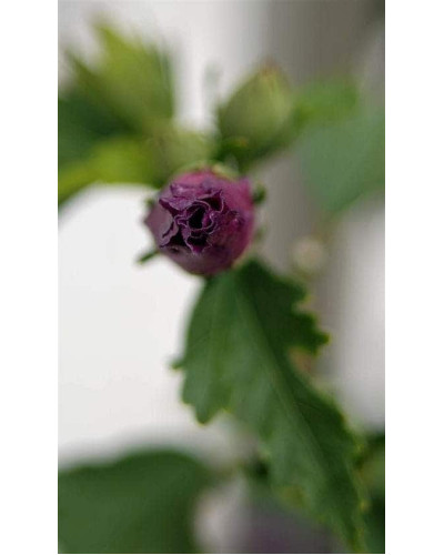 Гібіскус сирійський Марина | Гибискус сирийский Марина | Hibiscus syriacus Marina