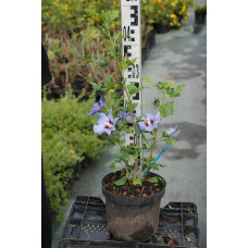 Гібіскус сирійський Марина | Гибискус сирийский Марина | Hibiscus syriacus Marina