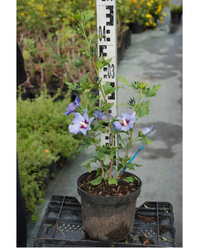 Гібіскус сирійський Марина | Гибискус сирийский Марина | Hibiscus syriacus Marina