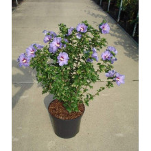 Гібіскус сирійський Марина | Гибискус сирийский Марина | Hibiscus syriacus Marina