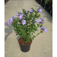 Гібіскус сирійський Марина | Гибискус сирийский Марина | Hibiscus syriacus Marina