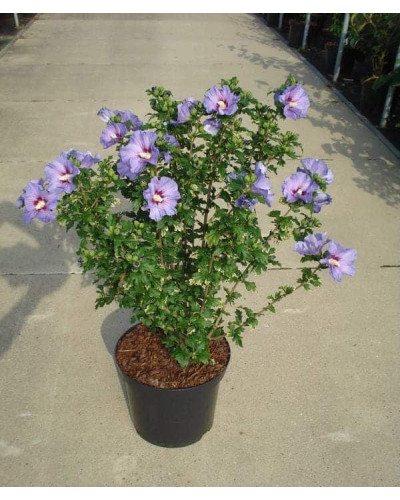 Гібіскус сирійський Марина | Гибискус сирийский Марина | Hibiscus syriacus Marina