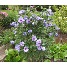 Гібіскус сирійський Марина | Гибискус сирийский Марина | Hibiscus syriacus Marina