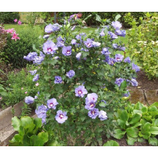 Гібіскус сирійський Марина | Гибискус сирийский Марина | Hibiscus syriacus Marina