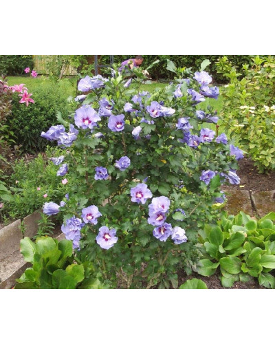 Гібіскус сирійський Марина | Гибискус сирийский Марина | Hibiscus syriacus Marina