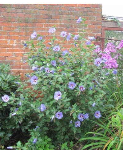 Гібіскус сирійський Марина | Гибискус сирийский Марина | Hibiscus syriacus Marina