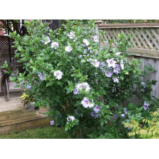 Гібіскус сирійський Марина | Гибискус сирийский Марина | Hibiscus syriacus Marina
