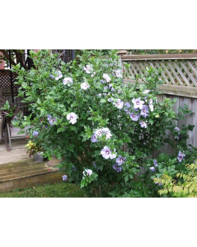 Гібіскус сирійський Марина | Гибискус сирийский Марина | Hibiscus syriacus Marina