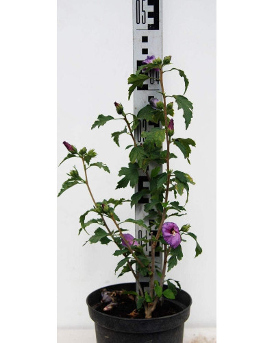 Гібіскус сирійський Марина | Гибискус сирийский Марина | Hibiscus syriacus Marina