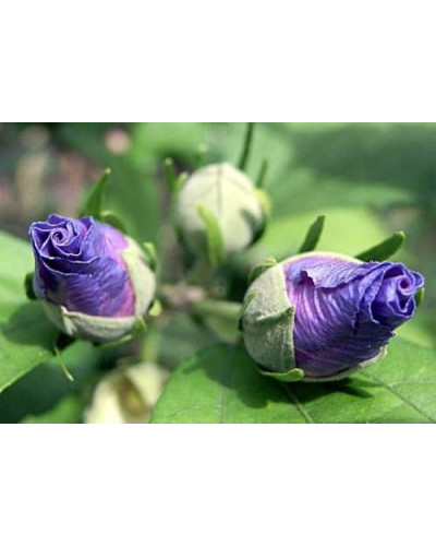 Гібіскус сирійський Марина | Гибискус сирийский Марина | Hibiscus syriacus Marina