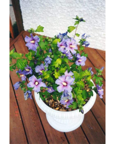 Гібіскус сирійський Марина | Гибискус сирийский Марина | Hibiscus syriacus Marina