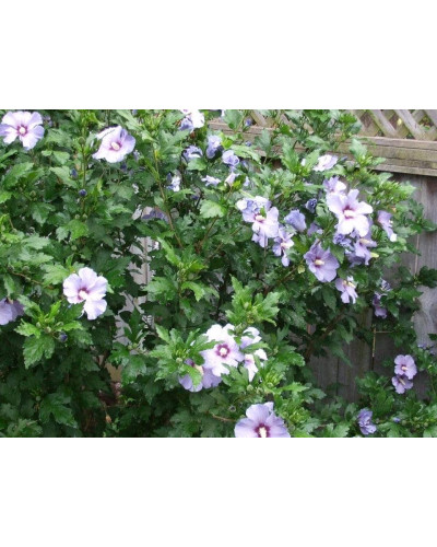 Гібіскус сирійський Марина | Гибискус сирийский Марина | Hibiscus syriacus Marina