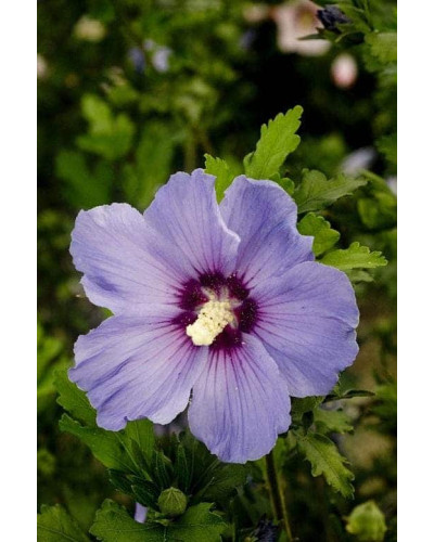 Гібіскус сирійський Марина | Гибискус сирийский Марина | Hibiscus syriacus Marina