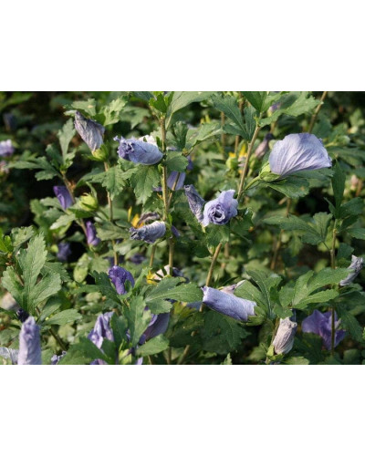 Гібіскус сирійський Марина | Гибискус сирийский Марина | Hibiscus syriacus Marina