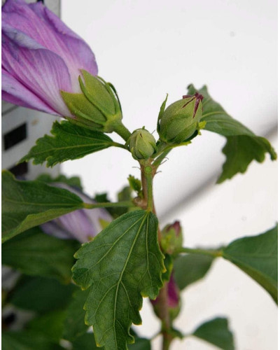 Гібіскус сирійський Марина | Гибискус сирийский Марина | Hibiscus syriacus Marina