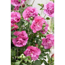 Гібіскус сирійський Дюк де Брабант | Hibiscus syriacus Duc de Brabant | Гибискус сирийский Дюк де Брабант