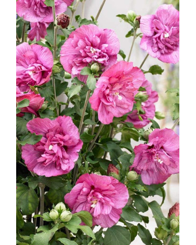Гібіскус сирійський Дюк де Брабант | Hibiscus syriacus Duc de Brabant | Гибискус сирийский Дюк де Брабант