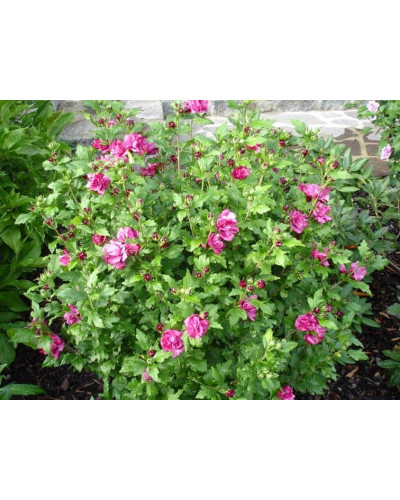 Гібіскус сирійський Дюк де Брабант | Hibiscus syriacus Duc de Brabant | Гибискус сирийский Дюк де Брабант