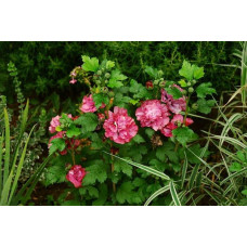 Гібіскус сирійський Дюк де Брабант | Hibiscus syriacus Duc de Brabant | Гибискус сирийский Дюк де Брабант
