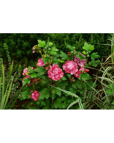Гібіскус сирійський Дюк де Брабант | Hibiscus syriacus Duc de Brabant | Гибискус сирийский Дюк де Брабант