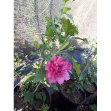 Гібіскус сирійський Дюк де Брабант | Hibiscus syriacus Duc de Brabant | Гибискус сирийский Дюк де Брабант