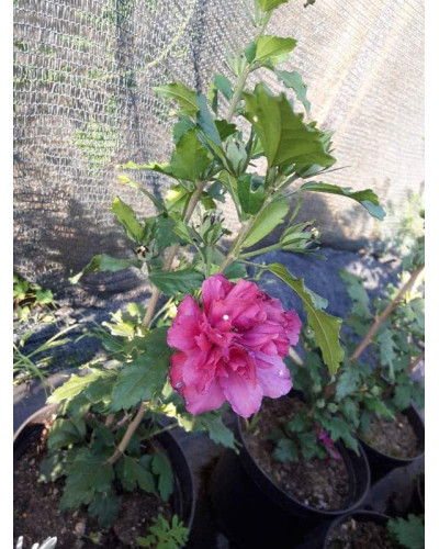 Гібіскус сирійський Дюк де Брабант | Hibiscus syriacus Duc de Brabant | Гибискус сирийский Дюк де Брабант