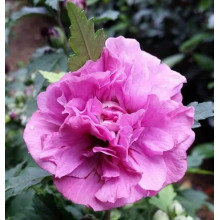 Гібіскус сирійський Дюк де Брабант | Hibiscus syriacus Duc de Brabant | Гибискус сирийский Дюк де Брабант