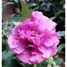 Гібіскус сирійський Дюк де Брабант | Hibiscus syriacus Duc de Brabant | Гибискус сирийский Дюк де Брабант