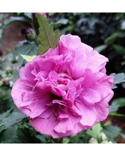 Гібіскус сирійський Дюк де Брабант | Hibiscus syriacus Duc de Brabant | Гибискус сирийский Дюк де Брабант