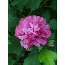Гібіскус сирійський Дюк де Брабант | Hibiscus syriacus Duc de Brabant | Гибискус сирийский Дюк де Брабант