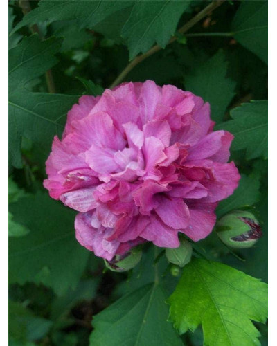 Гібіскус сирійський Дюк де Брабант | Hibiscus syriacus Duc de Brabant | Гибискус сирийский Дюк де Брабант
