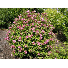 Гібіскус сирійський Дюк де Брабант | Hibiscus syriacus Duc de Brabant | Гибискус сирийский Дюк де Брабант