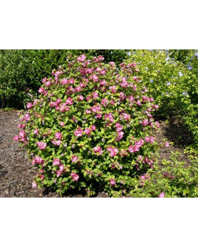 Гібіскус сирійський Дюк де Брабант | Hibiscus syriacus Duc de Brabant | Гибискус сирийский Дюк де Брабант