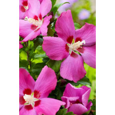 Гібіскус сирійський Вудбрідж | Hibiscus syriacus Woodbridge | Гибискус сирийский Вудбридж