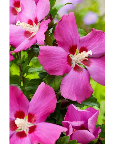 Гібіскус сирійський Вудбрідж | Hibiscus syriacus Woodbridge | Гибискус сирийский Вудбридж