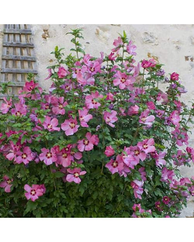 Гібіскус сирійський Вудбрідж | Hibiscus syriacus Woodbridge | Гибискус сирийский Вудбридж