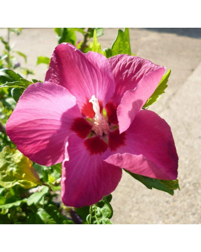 Гібіскус сирійський Вудбрідж | Hibiscus syriacus Woodbridge | Гибискус сирийский Вудбридж