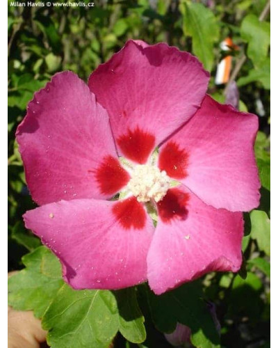 Гібіскус сирійський Вудбрідж | Hibiscus syriacus Woodbridge | Гибискус сирийский Вудбридж