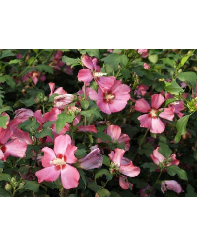 Гібіскус сирійський Вудбрідж | Hibiscus syriacus Woodbridge | Гибискус сирийский Вудбридж