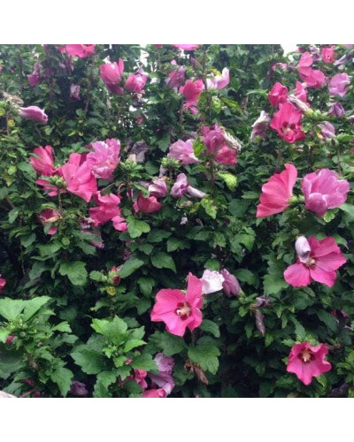 Гібіскус сирійський Вудбрідж | Hibiscus syriacus Woodbridge | Гибискус сирийский Вудбридж