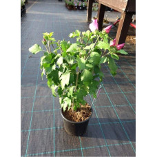 Гібіскус сирійський Вудбрідж | Hibiscus syriacus Woodbridge | Гибискус сирийский Вудбридж