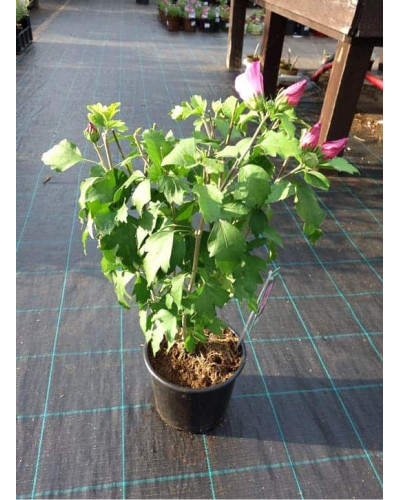 Гібіскус сирійський Вудбрідж | Hibiscus syriacus Woodbridge | Гибискус сирийский Вудбридж