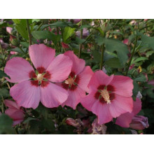 Гібіскус сирійський Вудбрідж | Hibiscus syriacus Woodbridge | Гибискус сирийский Вудбридж