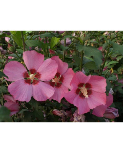 Гібіскус сирійський Вудбрідж | Hibiscus syriacus Woodbridge | Гибискус сирийский Вудбридж